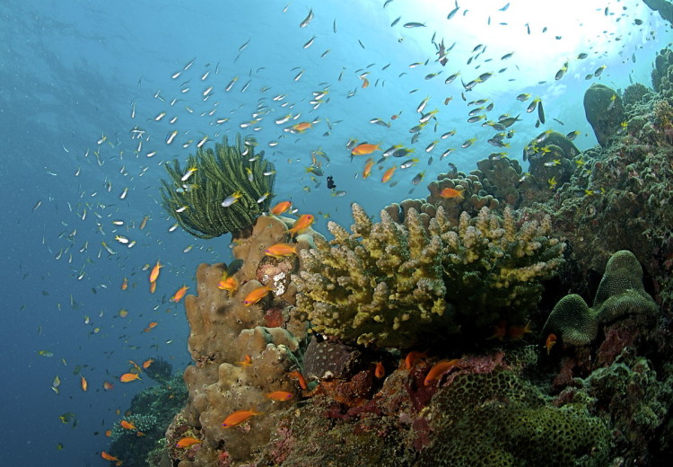 Coral Reef at Andaman
